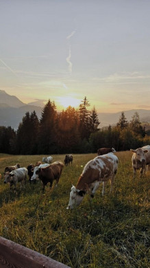 Aussicht-Prenner Alm-Hauser-Kaibling-Kühe
