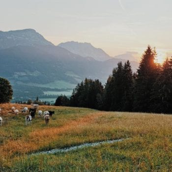 Aussicht-Prenner Alm-Hauser-Kaibling-Kuhweide