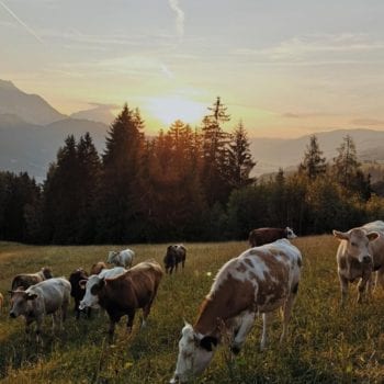 Aussicht-Prenner Alm-Hauser-Kaibling-Kühe