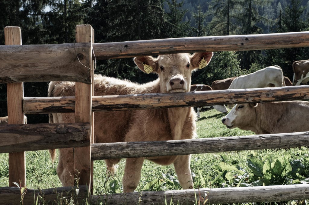 Prenner Alm, Almhütten am Hauser Kaibling