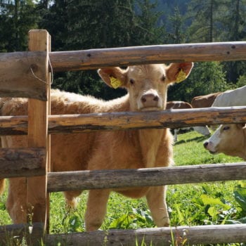 Prenner Alm, Almhütten am Hauser Kaibling