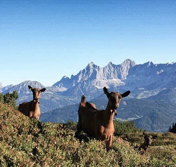 Impressionen Prenner Alm – Sommer