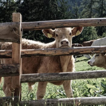 prenner-alm-almhuette-steiermark-hauser-kaibling-region